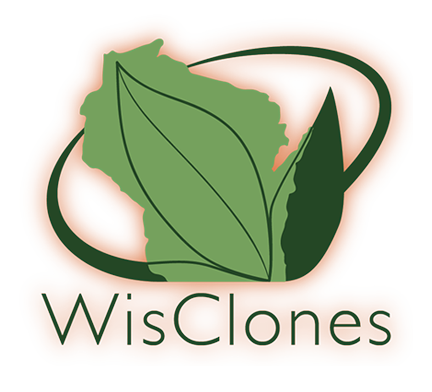 Wisconsin Hemp Clones